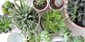 Ir a la categoría de Plantas