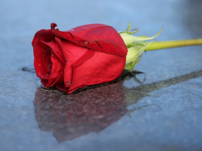Envíos de flores baratas para funerales en Barcelona - Barcelona