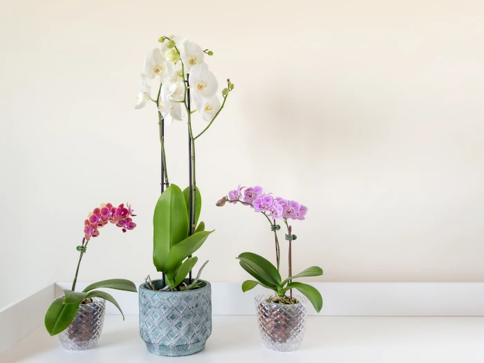 Comprar orquídeas online por Internet