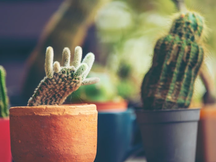 Comprar plantas baratas a domicilio para regalar