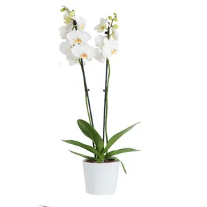 Ir al producto: Orquidea blanca
