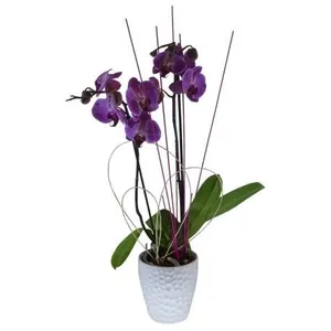 Ir al producto: Orquidea morada