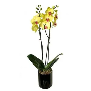 Ir al producto: Orquidea amarilla