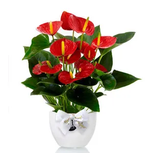 Ir al producto: Anthurium