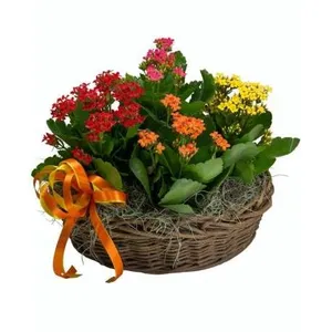 Ir al producto: Cesta de plantas aprilia