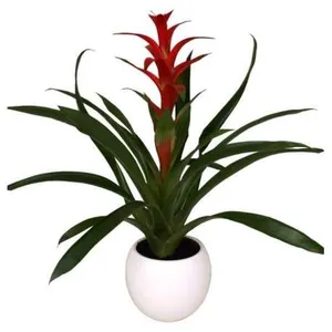 Ir al producto: Planta de guzmania