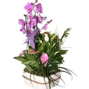 Ir al producto: Centro de flores colonia