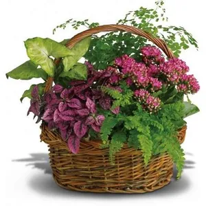 Ir al producto: Cesta de plantas tarrasa