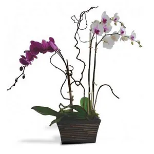 Ir al producto: 2 orquideas blanca y morada