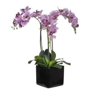 Ir al producto: 2 orquideas malva