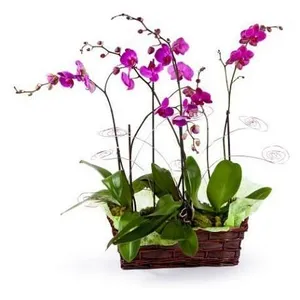 Ir al producto: 2 orquideas rosas
