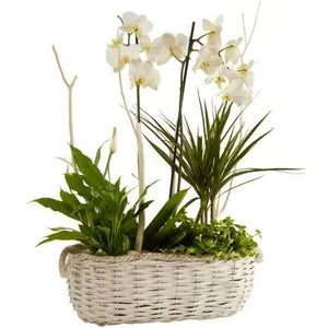 Ir al producto: Cesta de plantas modena