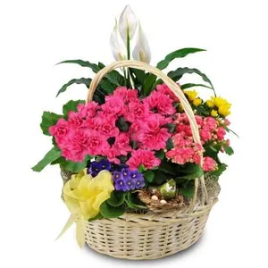 Ir al producto: Cesta de plantas reims