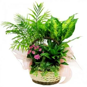 Ir al producto: Cesta de plantas telford