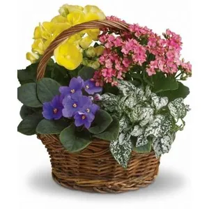 Ir al producto: Cesta de plantas basilea