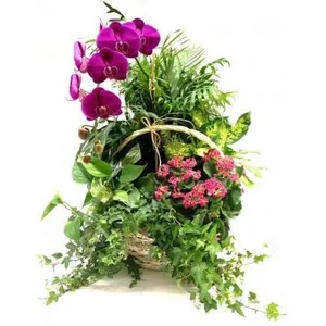 Ir al producto: Cesta de plantas orleans
