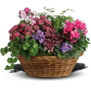 Ir al producto: Cesta de plantas coimbra