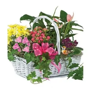 Ir al producto: Cesta de plantas orsha