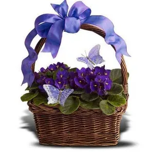 Ir al producto: Cesta de plantas hagen