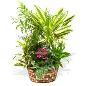 Ir al producto: Cesta de plantas poltava