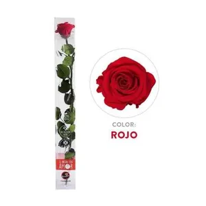 Ir al producto: 111226 rosa roja preservada 100 natural