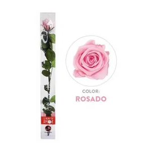 Ir al producto: 111220 rosa rosada preservada 100 natural