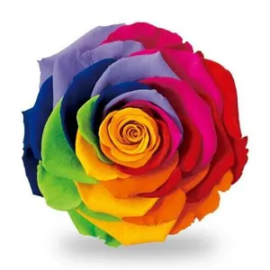 Ir al producto: Rosa arcoiris preservada 100 natural
