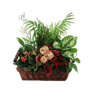 Ir al producto: Cesta de plantas bariloche