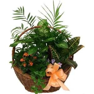 Ir al producto: Cesta de plantas quito