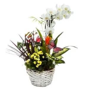 Ir al producto: Cesta de plantas avinon