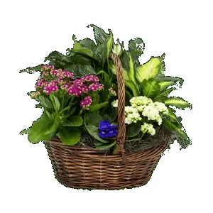 Ir al producto: Cesta de plantas verona