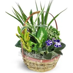 Ir al producto: Cesta de plantas bolonia