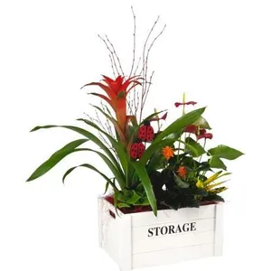 Ir al producto: Cesta de plantas catania