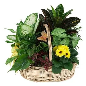 Ir al producto: Cesta de plantas varna