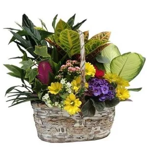 Ir al producto: Cesta de plantas belgrado
