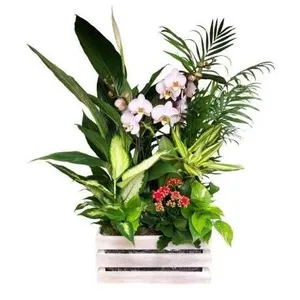 Ir al producto: Cesta de plantas estambul