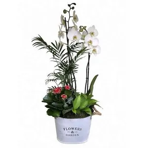 Ir al producto: Cesta de plantas maryland
