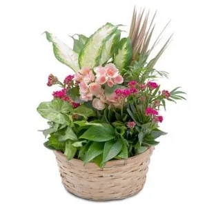 Ir al producto: Cesta de plantas delhi