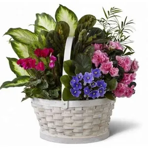 Ir al producto: Cesta de plantas galveston