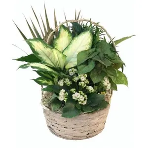 Ir al producto: Cesta de plantas jaipur