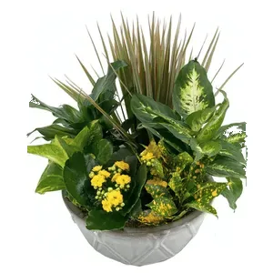 Ir al producto: Cesta de plantas lancaster