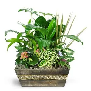 Ir al producto: Cesta de plantas greenville